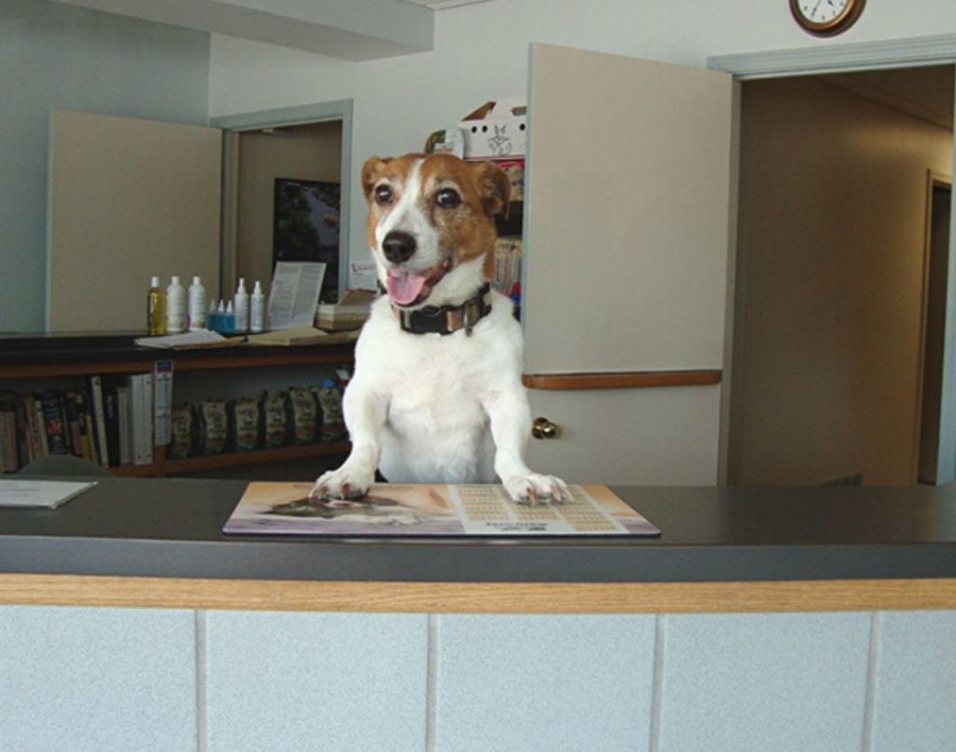 Dog sitting at front desk