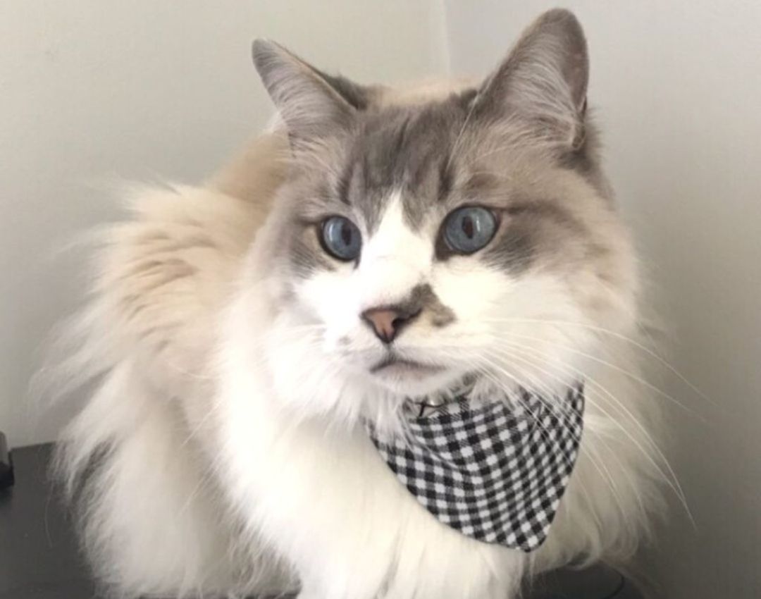 Cat wearing bandana