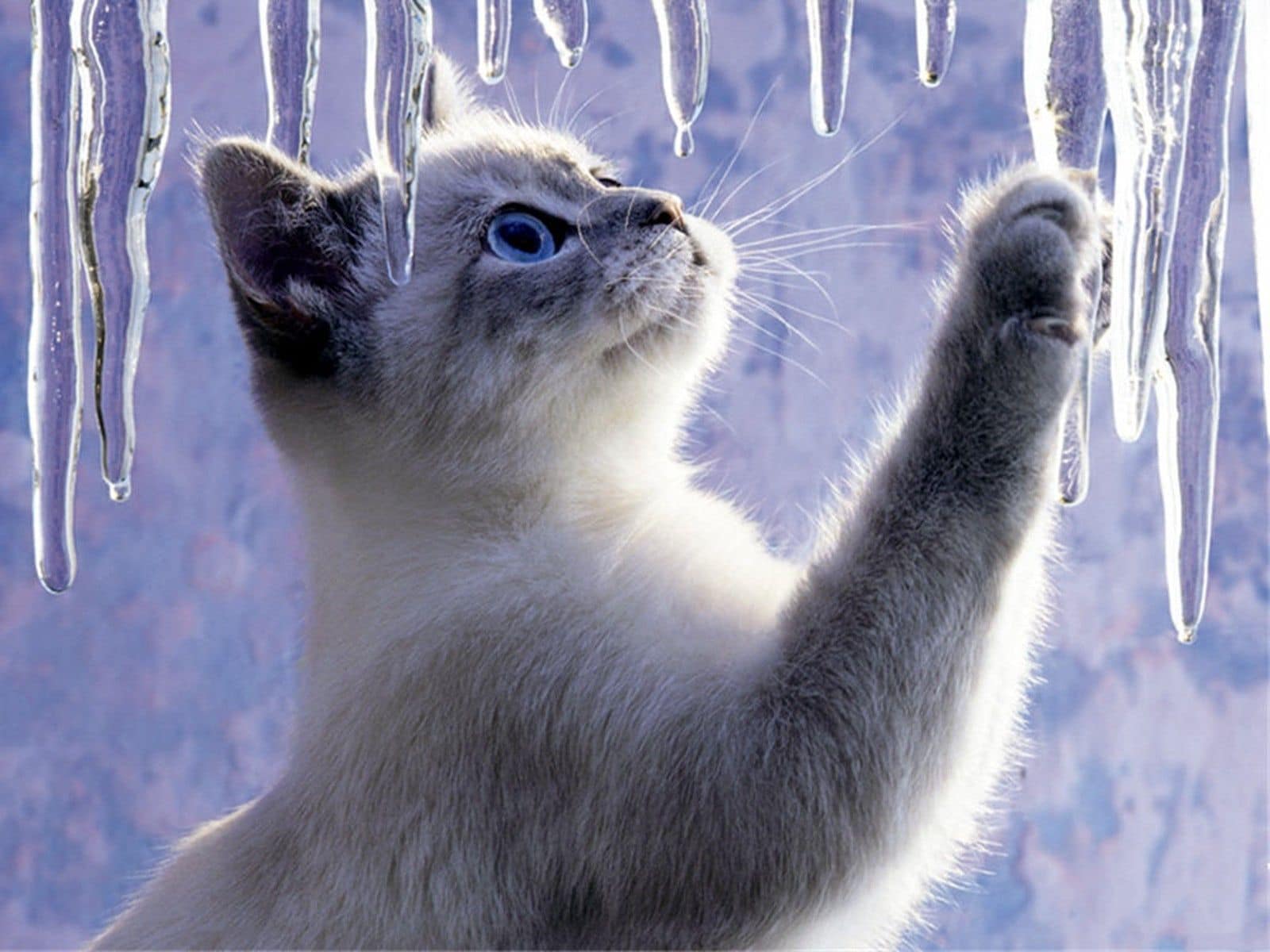 cat icicle