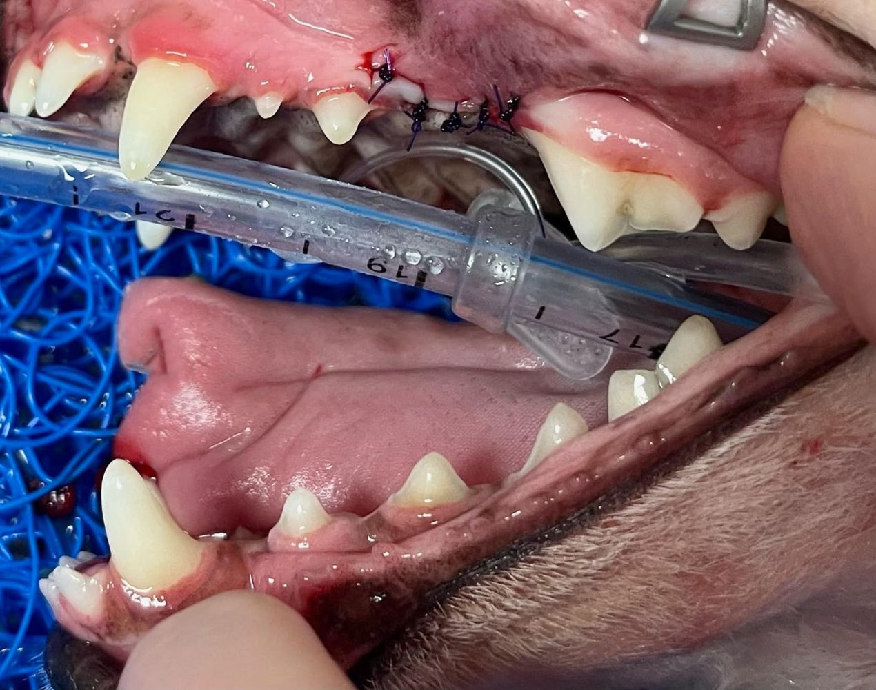 dog's dental surgery