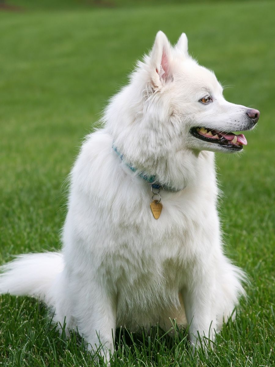 white dog sitting on the green grass