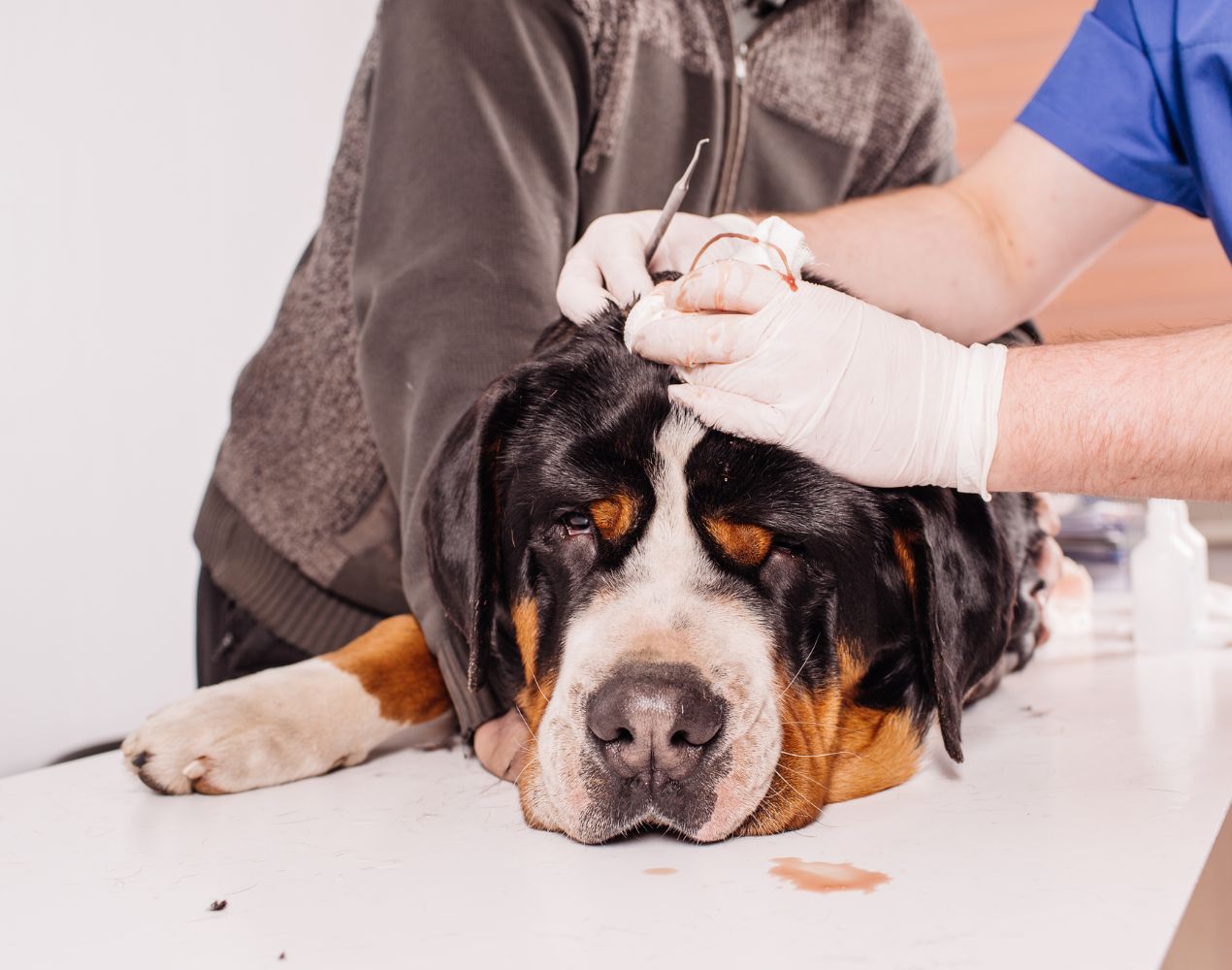 veterinarian helps a dog with a head injury