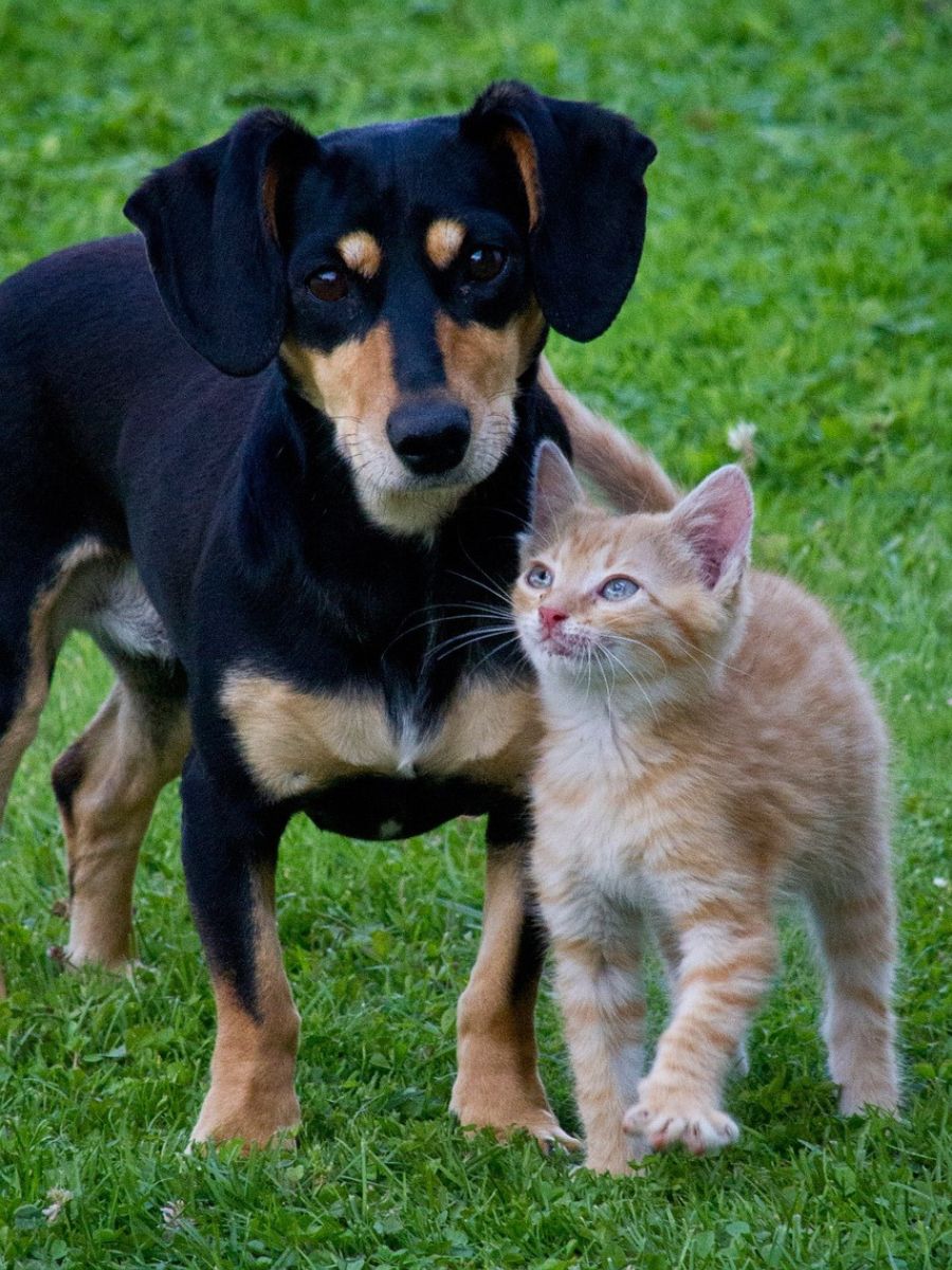 black dog with a cat