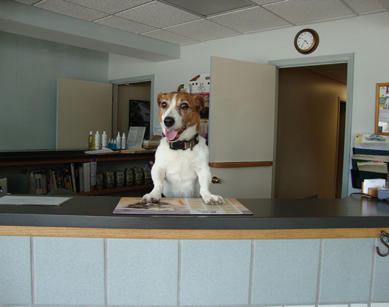dog on the reception counter